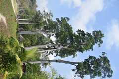 Manilkara littoralis